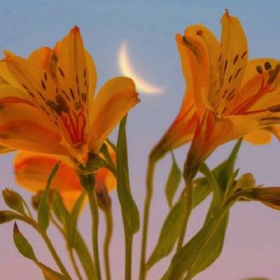 威尼斯电子游戏大厅