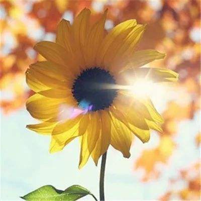 半岛官方APP入口下载手机版