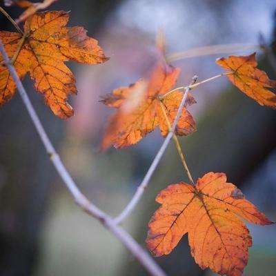 爱体育官方手机app下载